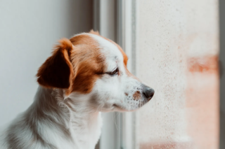 Ansia da separazione nel cane