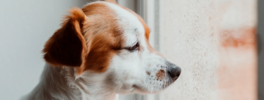 Ansia da separazione nel cane