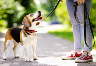 Scegli un educatore cinofilo APNEC per il tuo cane