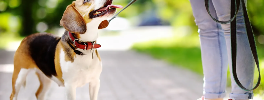 Scegli un educatore cinofilo APNEC per il tuo cane